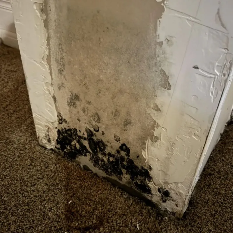 Professional Mold Removal in Palermo, ME